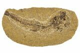 Oligocene Fossil Fish (Idrissia carpathica) - Poland #320603-1